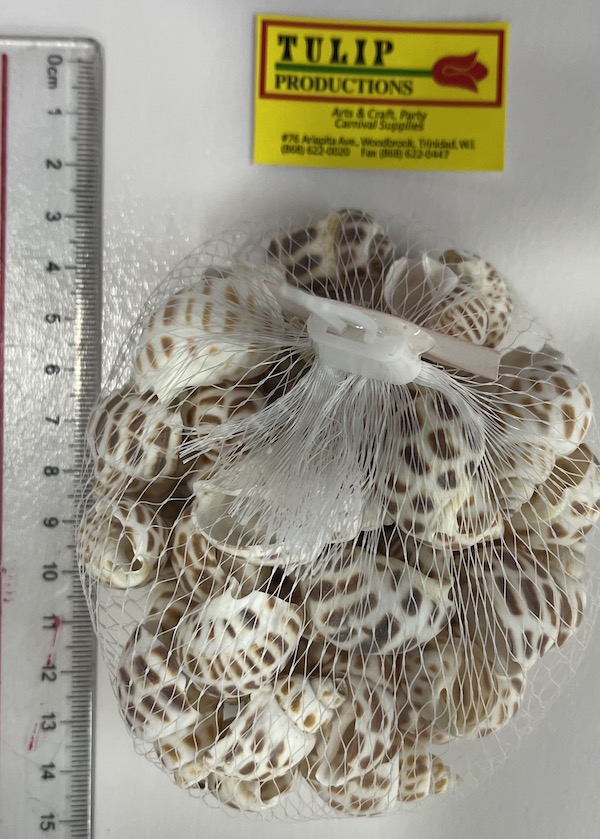 Snail Shell